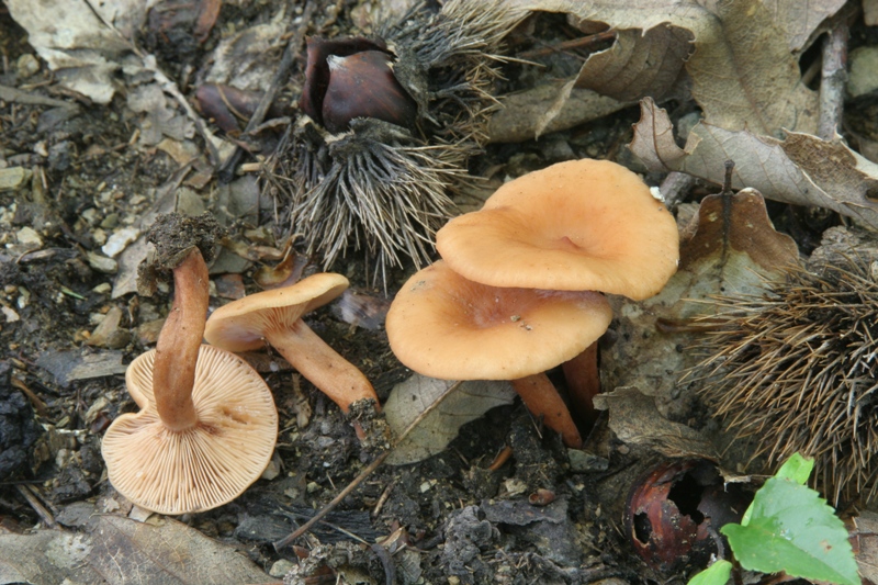 Lactarius decipiens?